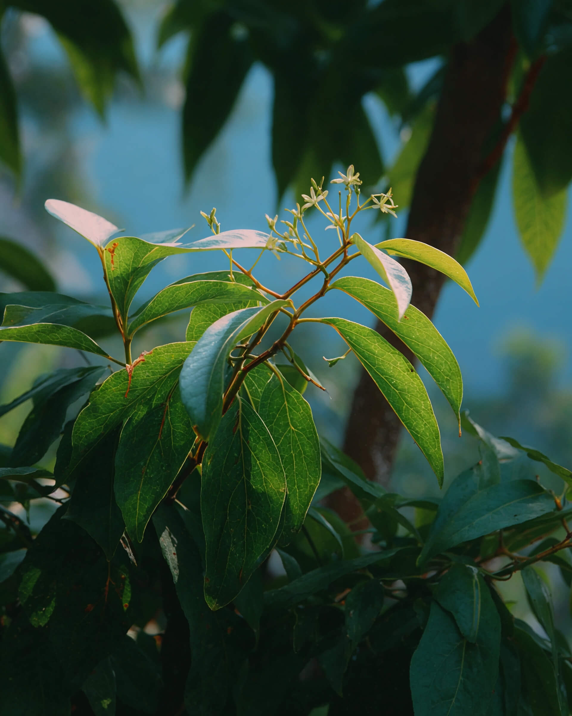cynnamomun natural ingredient for Japanese premium handcare brand maikasui